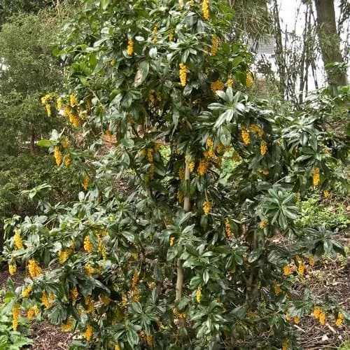 Berberis valdiviana